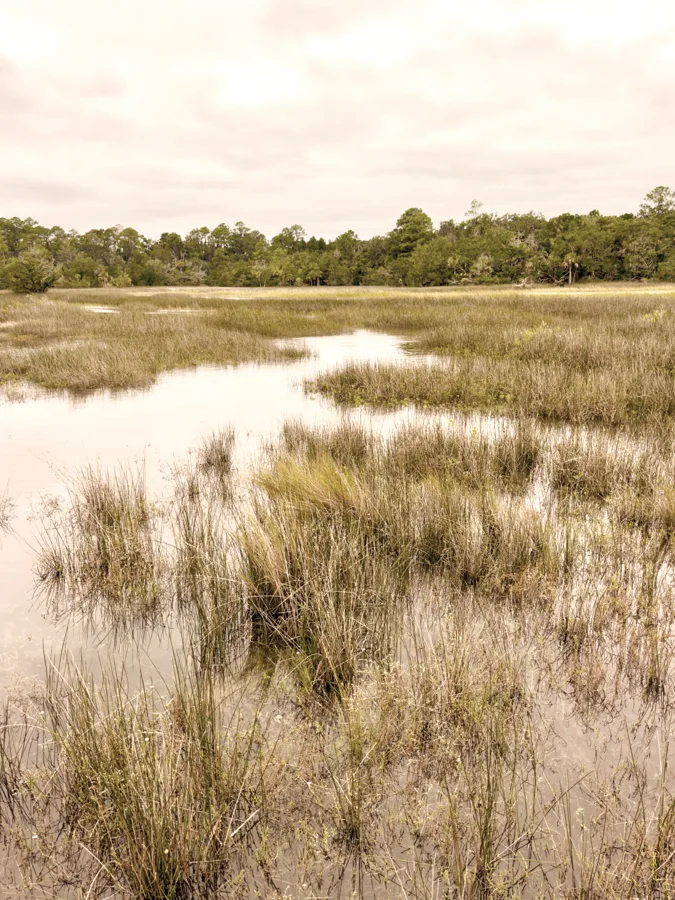Coastal marsh