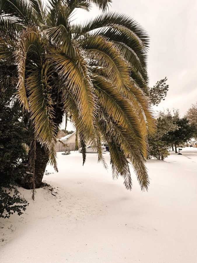 Palm trees