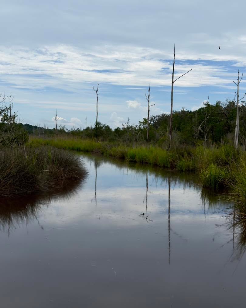 Coastal marsh